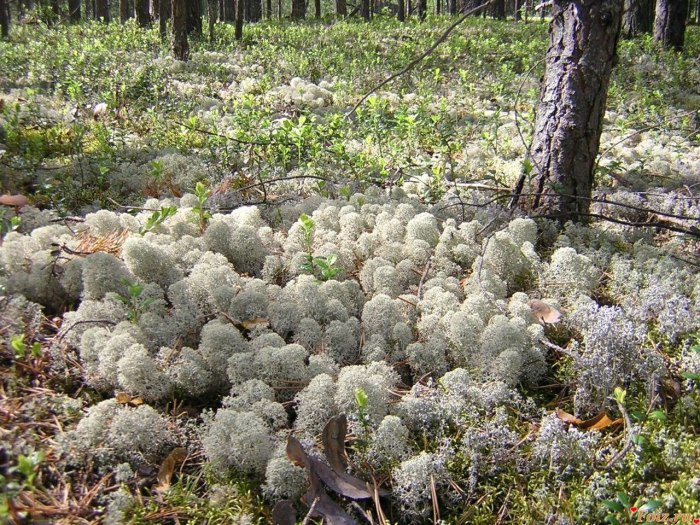 Лишайник ягель