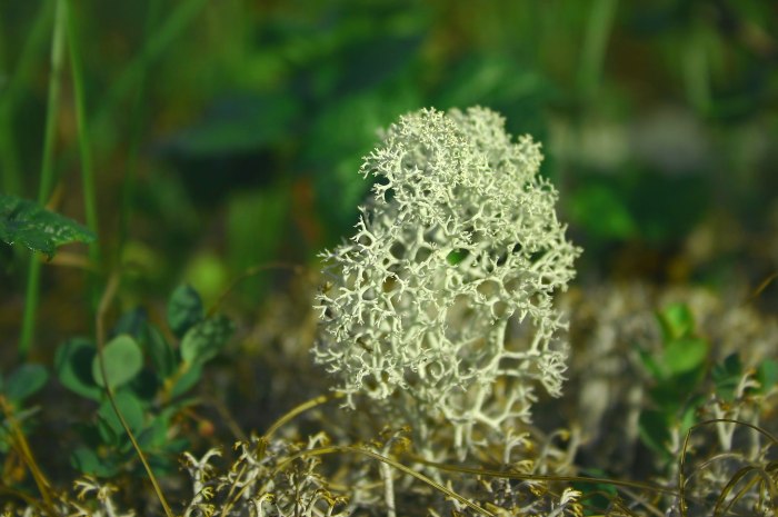 Кладония Оленья Cladonia rangiferina