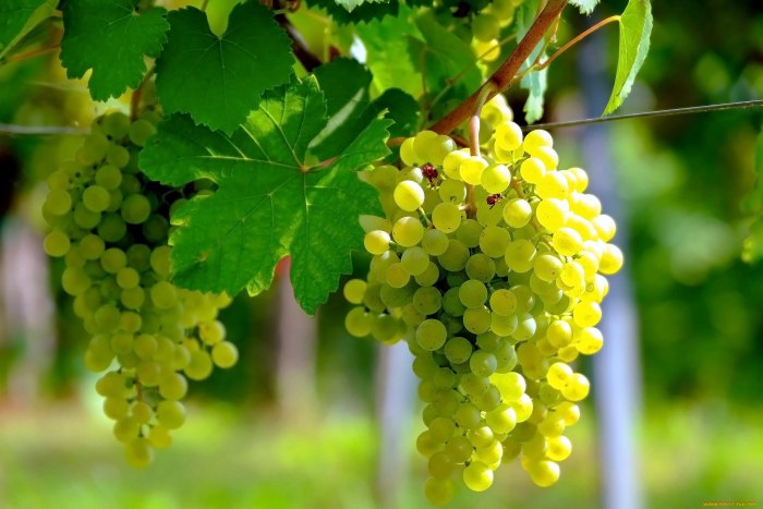 Grape (виноград) (зеленый)