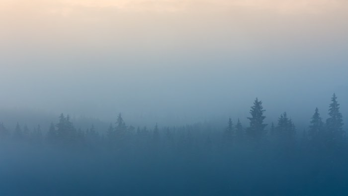 Лес в тумане