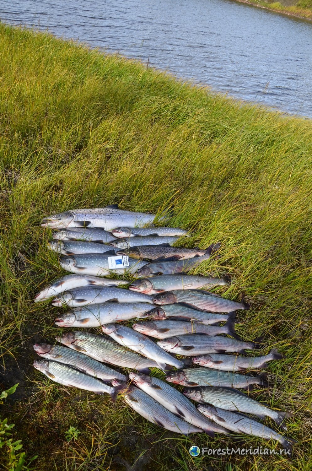 Озеро медвежье рыба. Рыбалка на Северной Двине. Рыбалка в Архангельске на Северной Двине. Река Мезень рыбалка. Рыба Северной Двины.