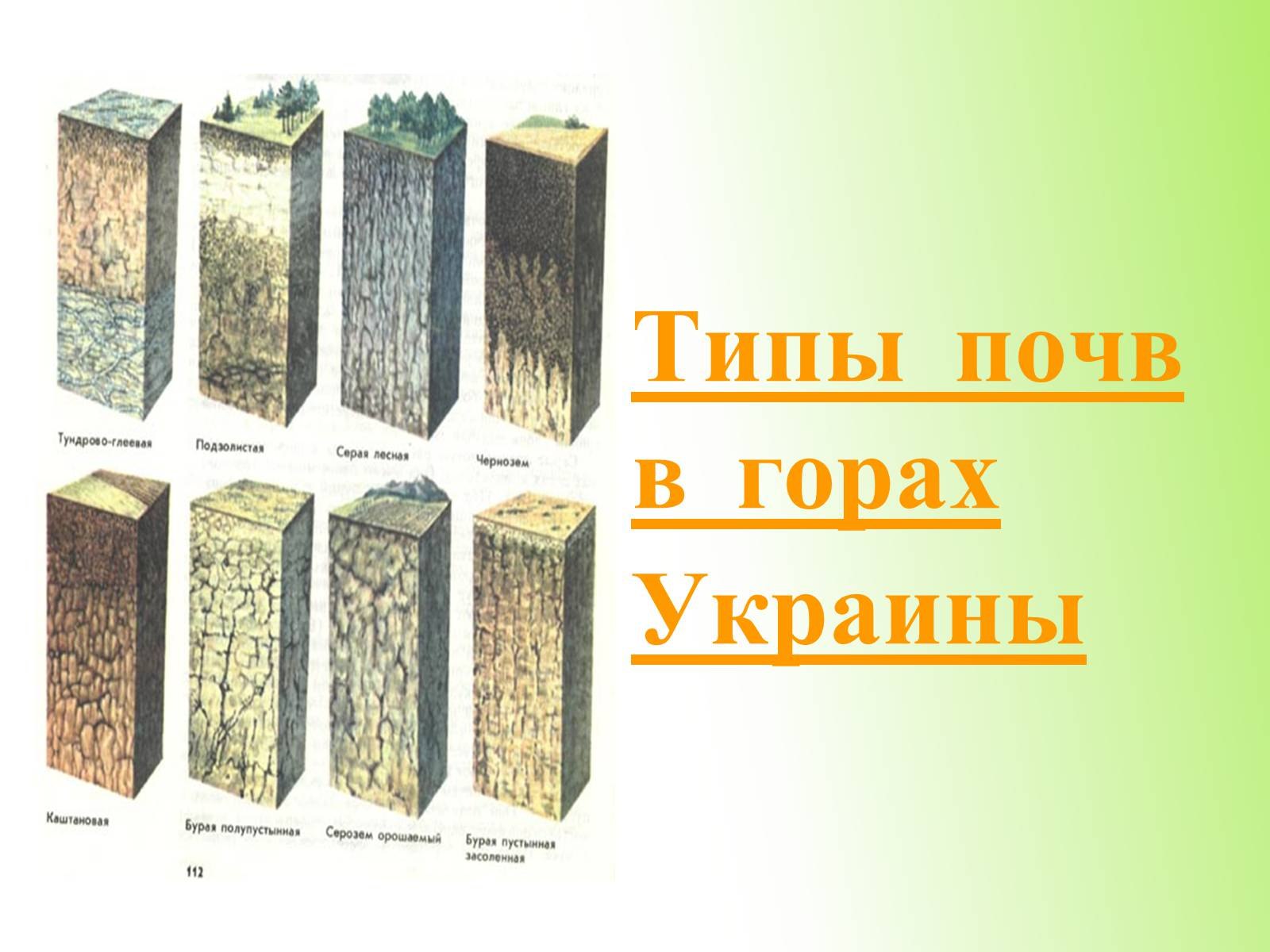 Виды почв. Основные типы почв. Горные типы почв. Почва Украины кратко. Тип почвы в Украине.
