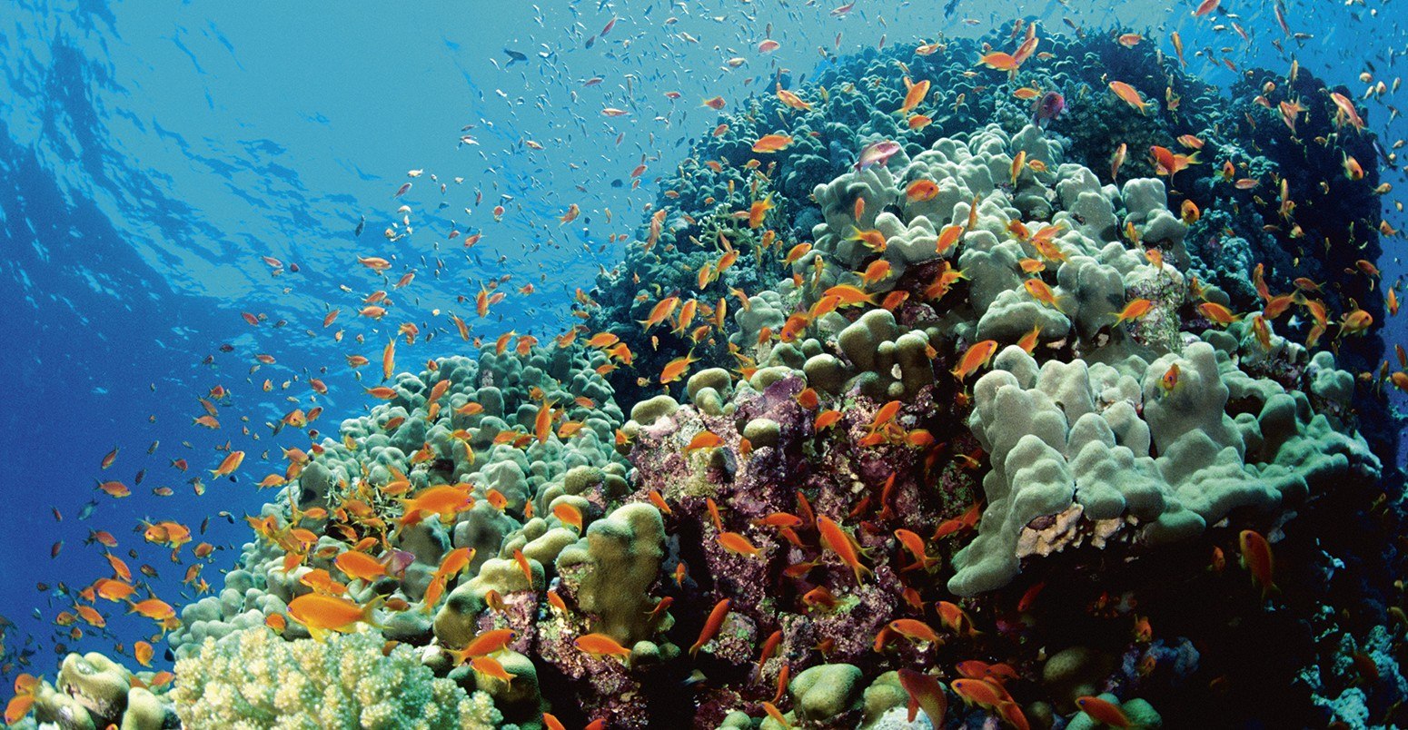Море живое существо. Атлантический океан коралловый риф. Барьерный риф кораллы. Большой Барьерный риф в тихом океане. Водоросли большого барьерного рифа.