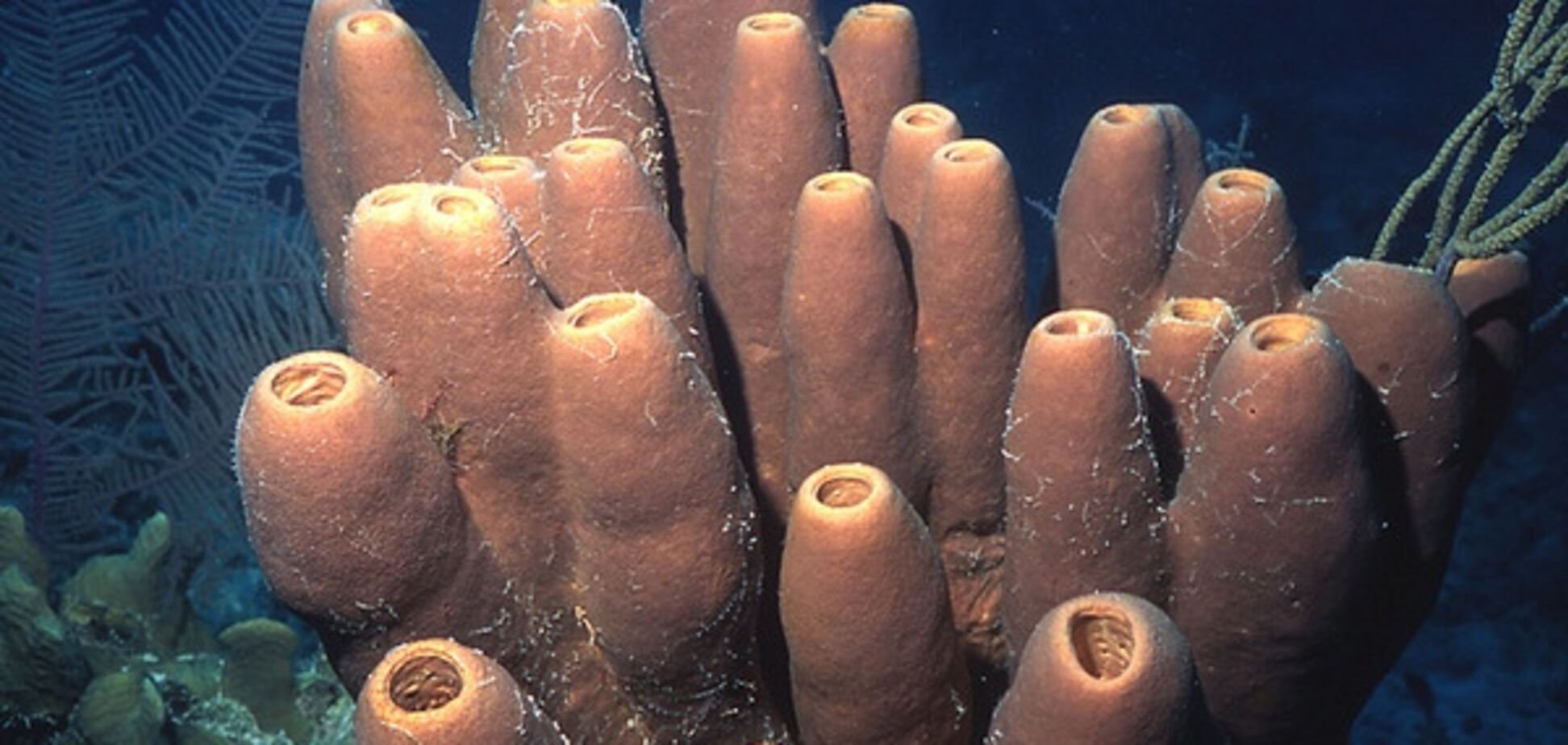 Трубчатый моллюск. Губки (лат. Porifera, Spongia). Трубчатые кораллы. Морская губка. Трубчатая губка.