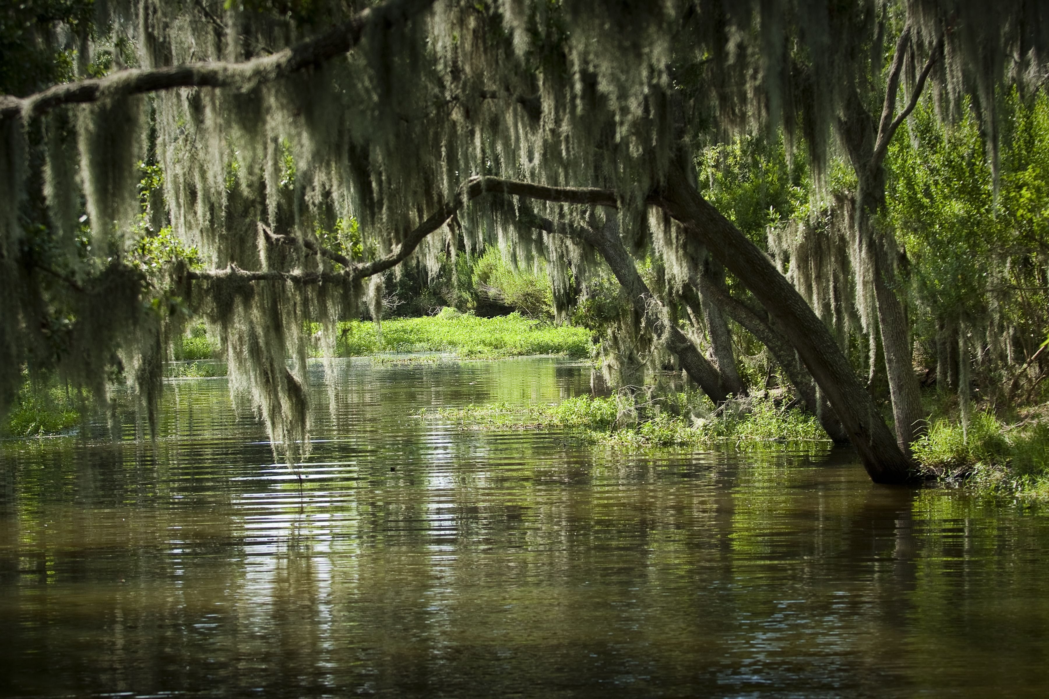 Река с нантом и орлеаном. Болота Манчак в Луизиане. Болота Манчак, штат Луизиана, США. Штат Луизиана природа. Новый Орлеан штат Луизиана природа.