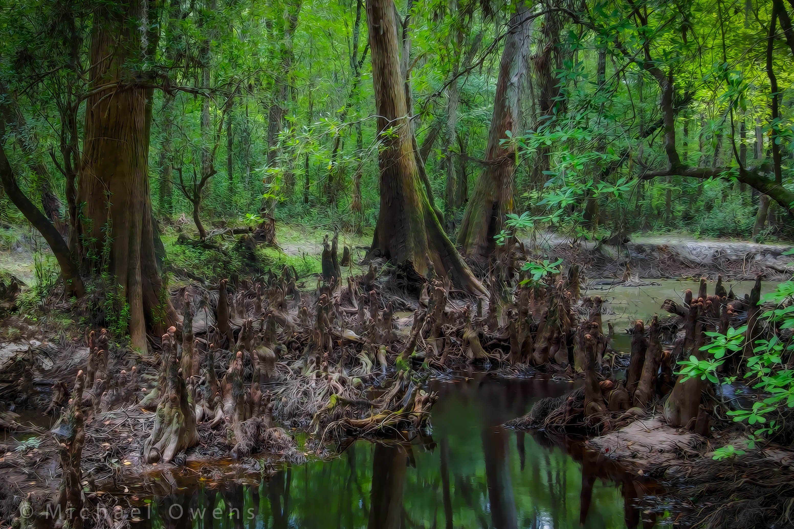 Вечнозеленые болото. Болото Манчак. Болота Манчак в Луизиане. Джунгли Луизианы. Камбоджи мангровые болота.