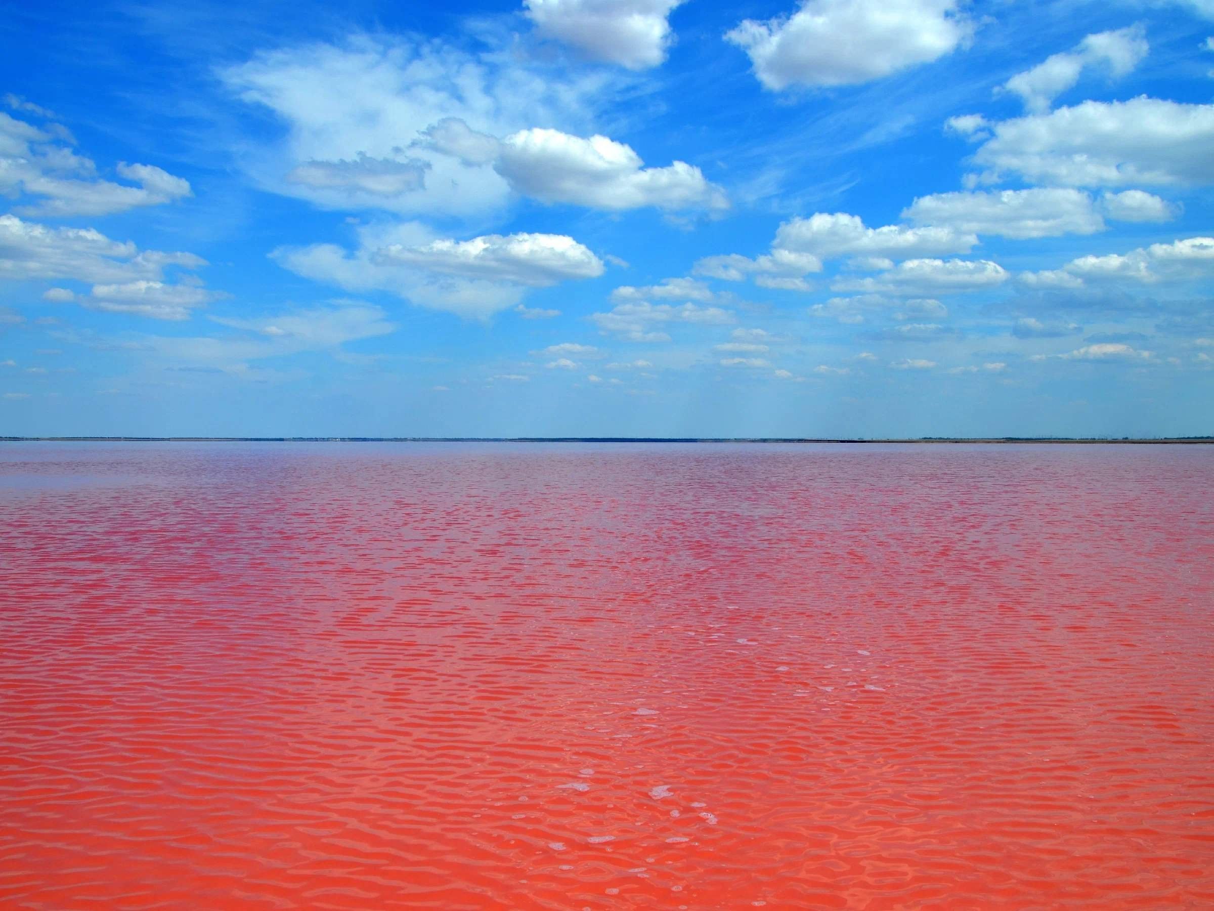 Розовое озеро сасык сиваш. Сасык-Сиваш. Соленое озеро Сасык. Озеро Сиваш. Озеро Сиваш в Крыму.