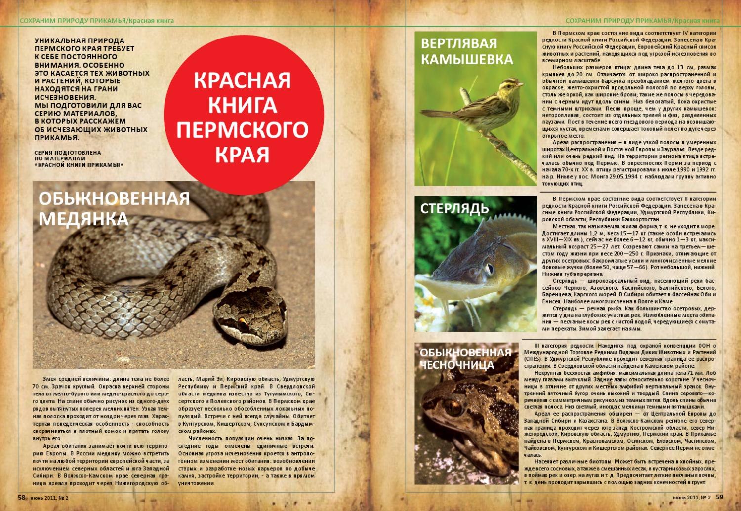 Какие животные в красной книге пермского края
