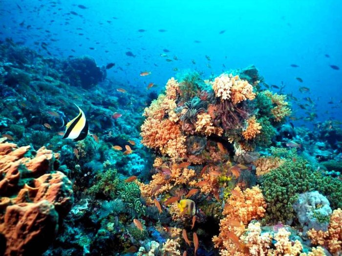 Острова Феникс морской заповедник