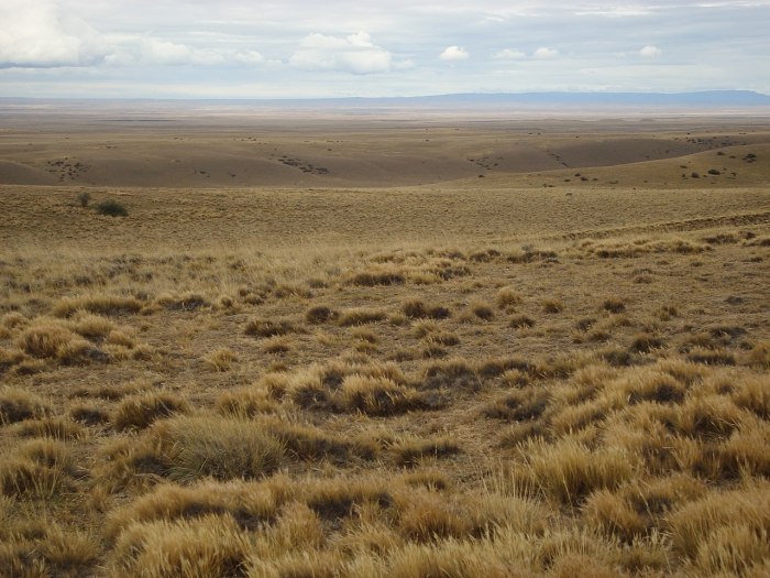 Кулундинская равнина