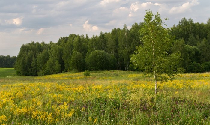 Лесостепь Казахстана