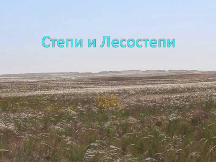Сарыозекская степь