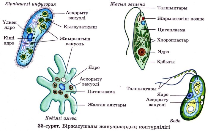 Протисты это одноклеточные организмы