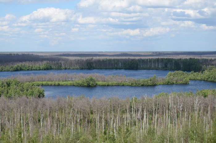 Керженецкий заповедник Бор