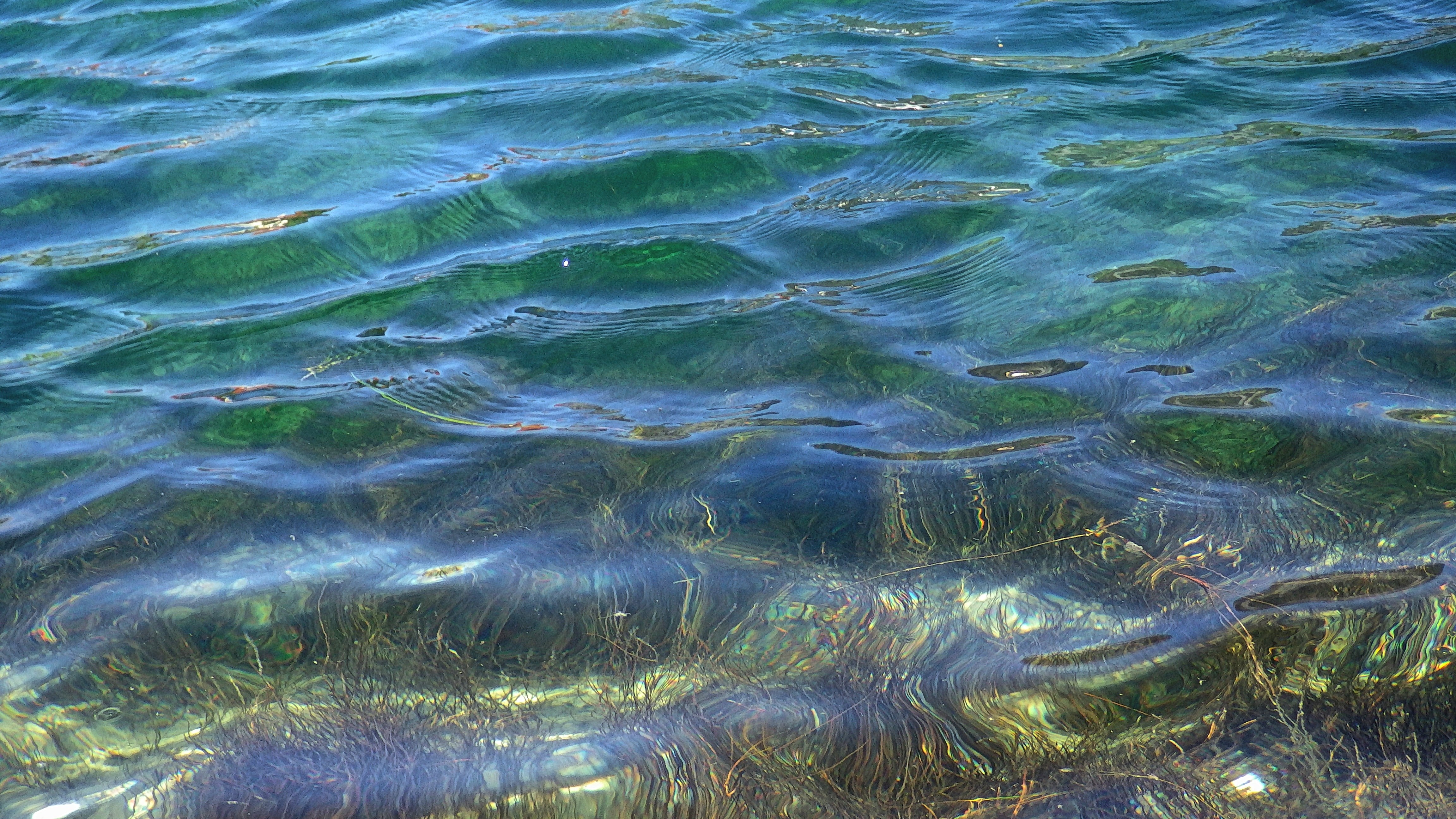 В воде рыбы водоросли. Синезеленые водоросли Волга. Речное дно. Прозрачная вода в реке. Дно реки.