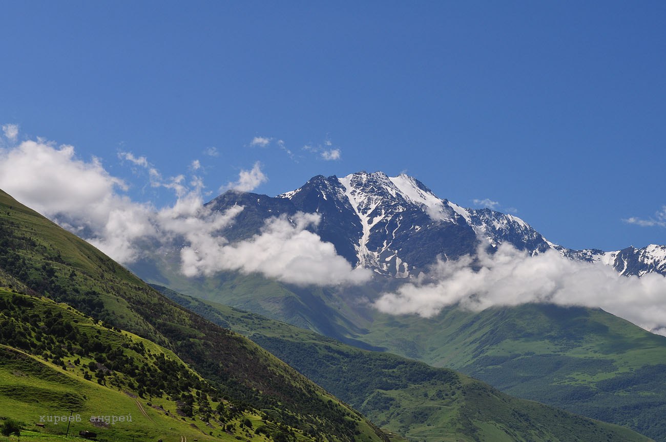 Северная осе