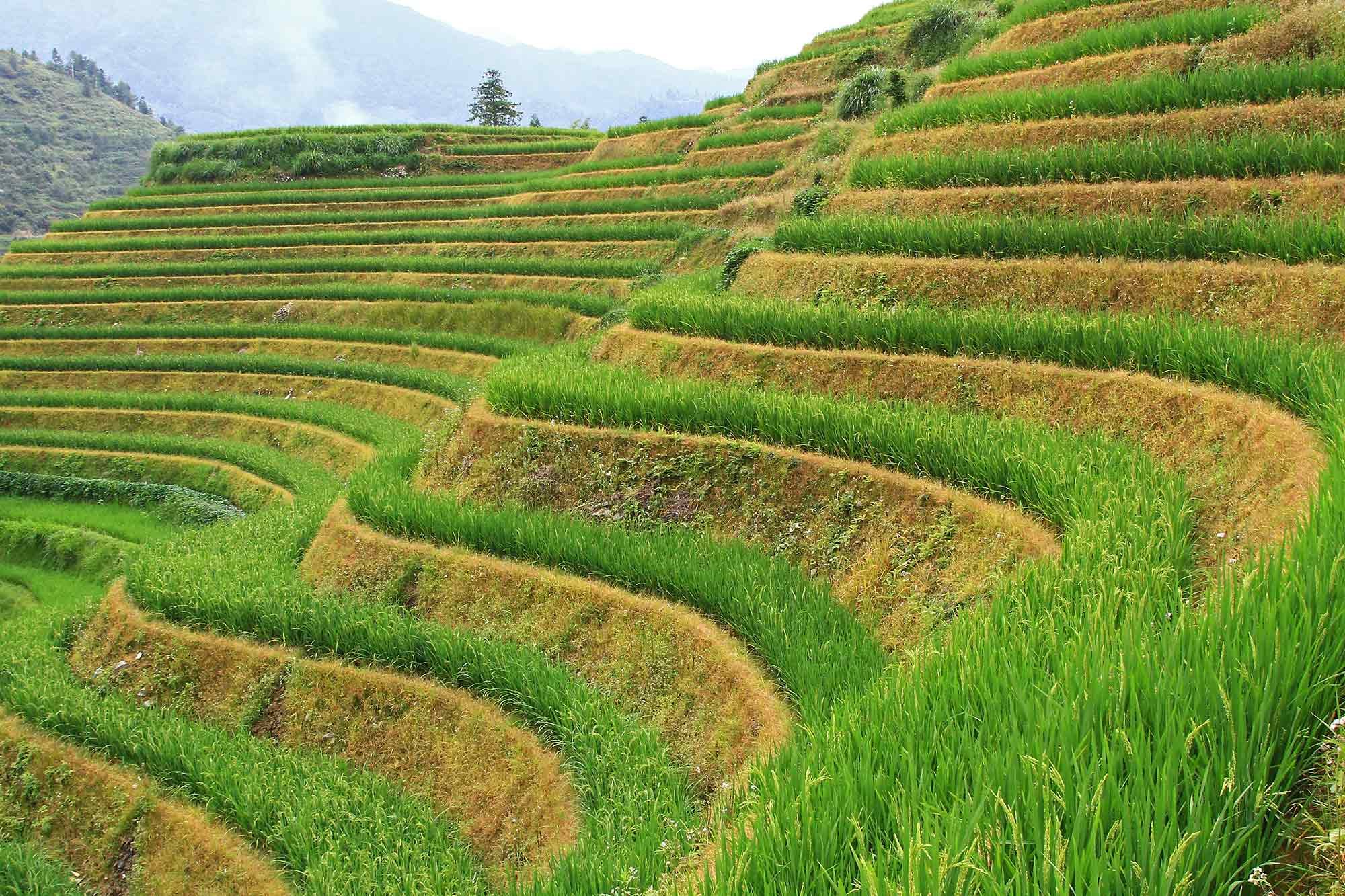 Что такое земледелие. Террасирование склонов Китай. Террасирование склонов холмов. Террасирование склонов рис. Террасирование склонов Абхазия.