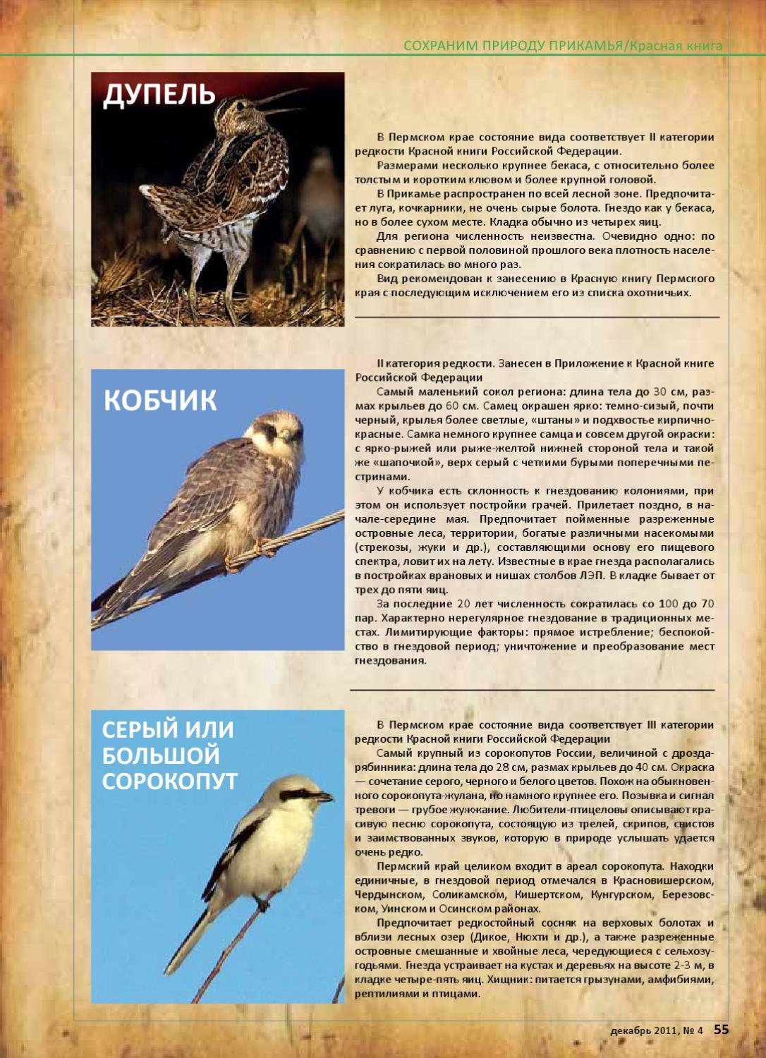 Какие животные в красной книге пермского края
