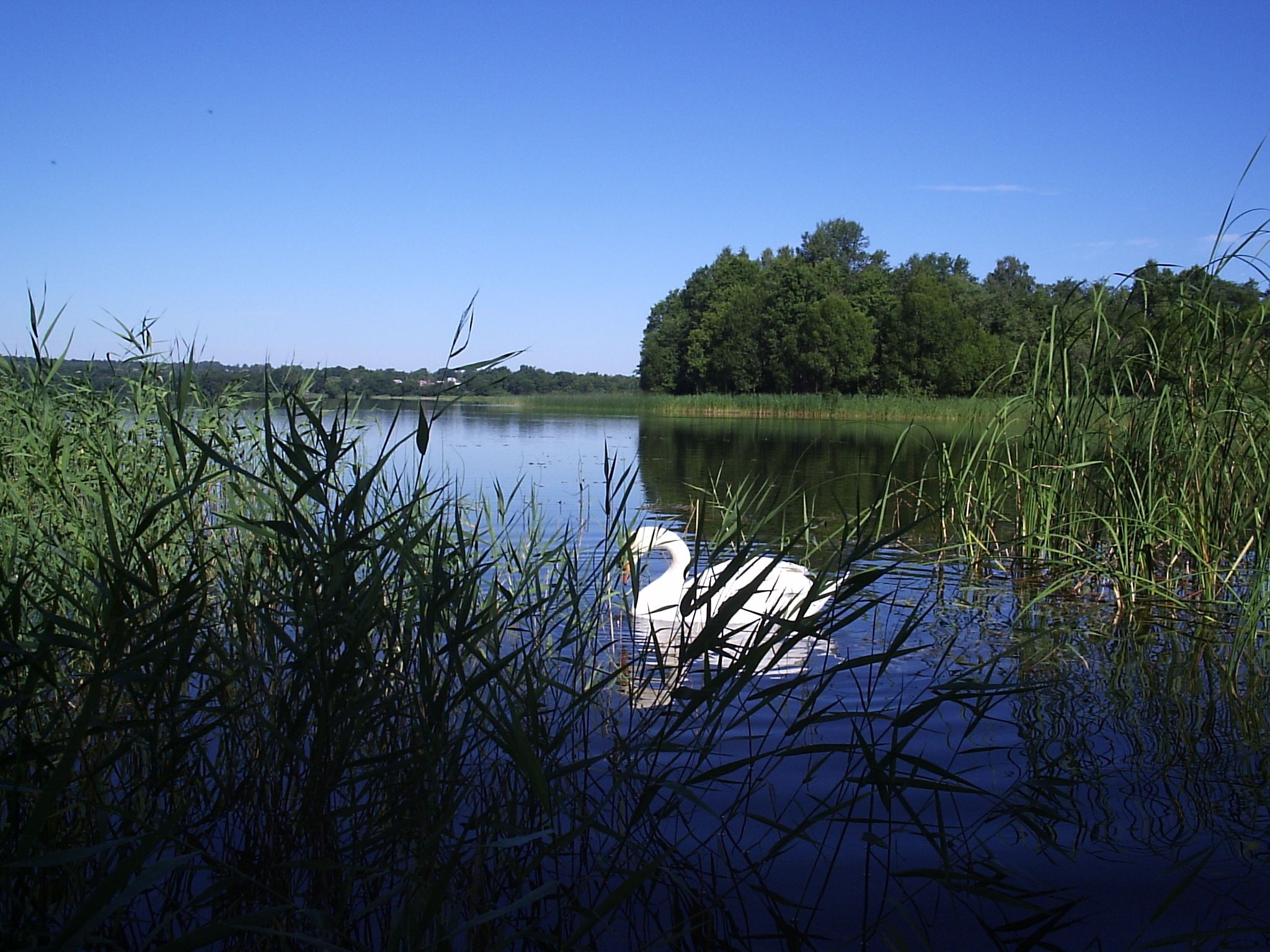 Льгов вода. Озеро Маковье Курская область. Курская область природа. Озеро Льгова.