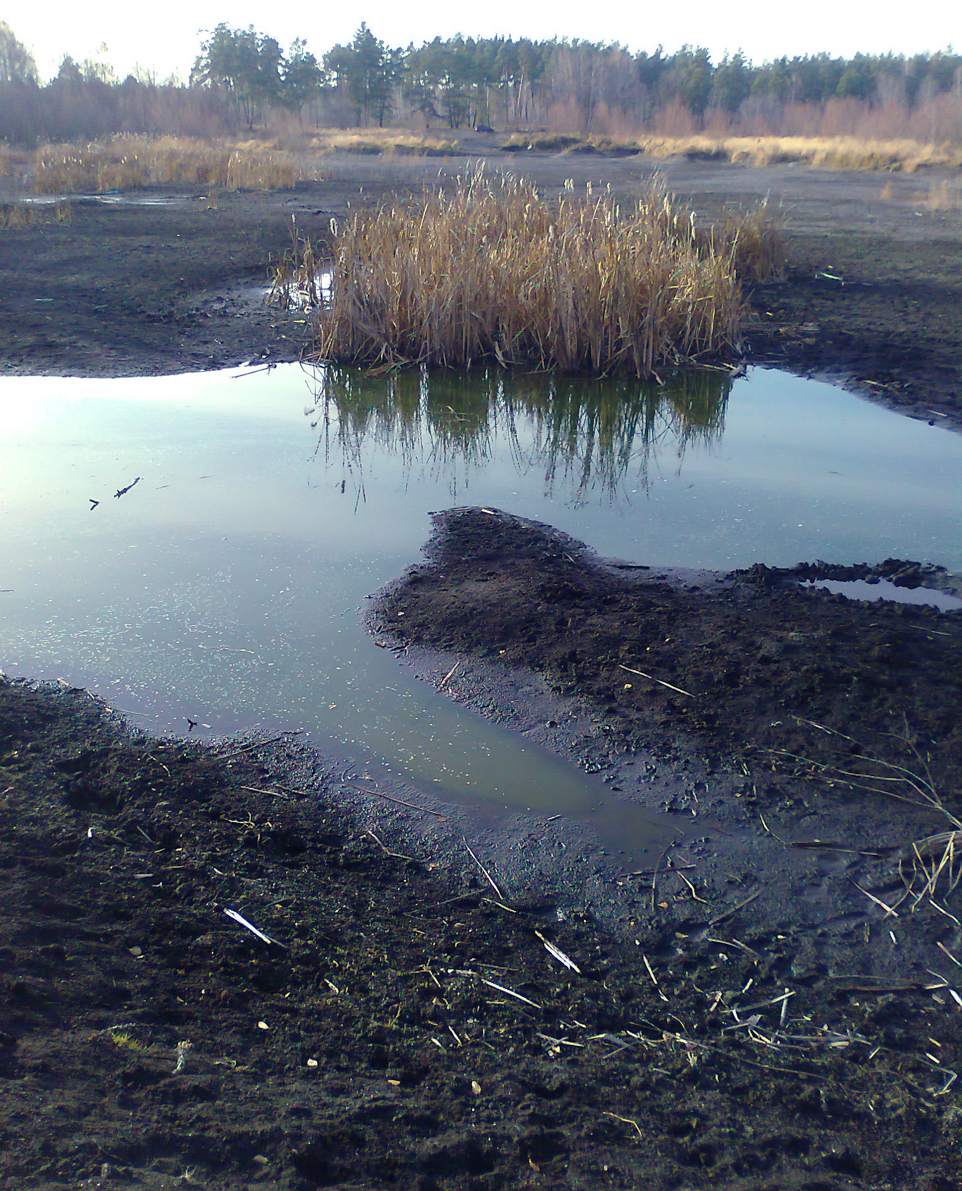 Болотный торф. Осушенное Торфяное болото. Торфяное болото «Соловьевское. Торфяная трясина. Торф и торфяные болота.