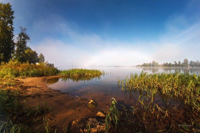 Пено Тверская область лес