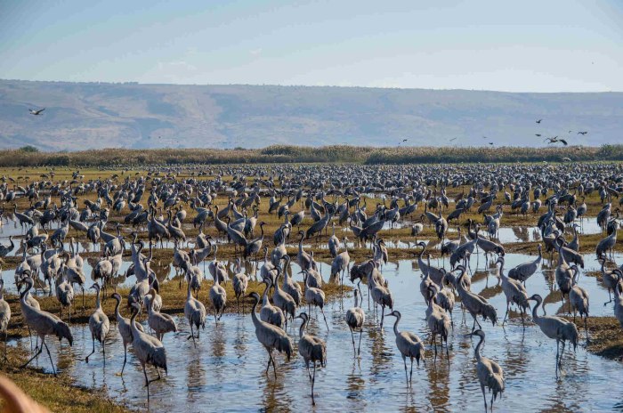 Hula Lake