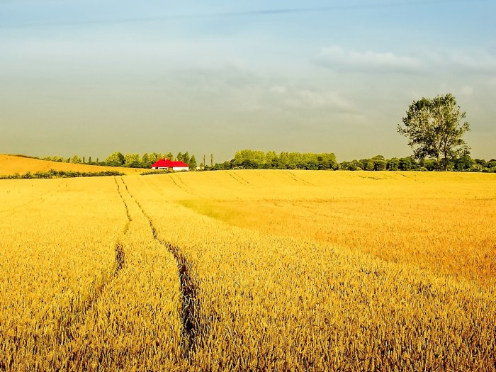 Агроном на пшеничном поле