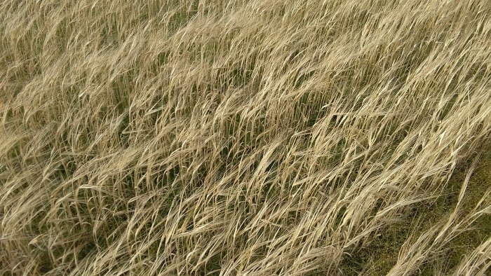 Поле с засохшей травой