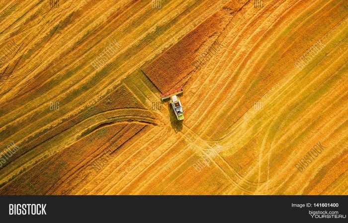 Поле пшеницы вид сверху