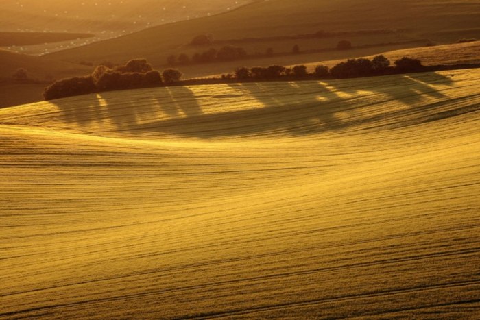 Пшеничное поле сверху