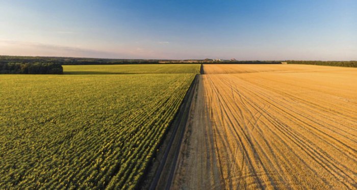 Пшеничное поле вид сверху