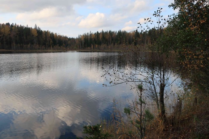 Трава в воде