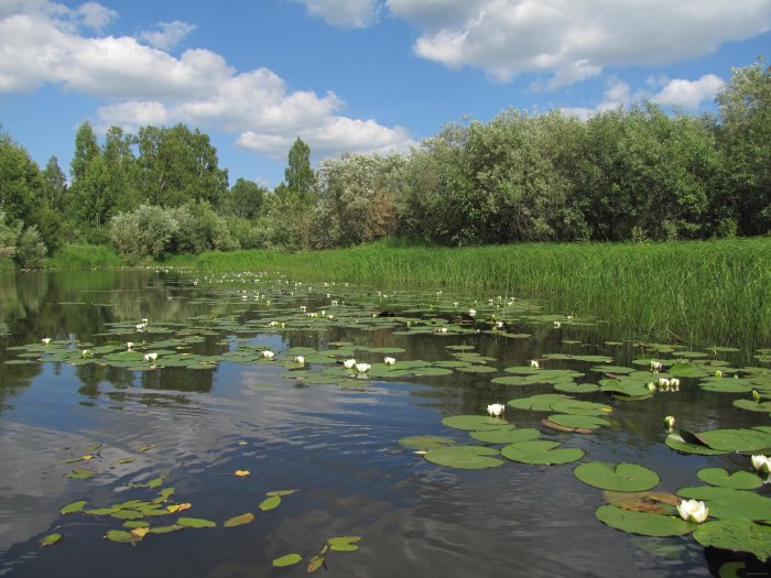 Лесное озеро с кувшинками