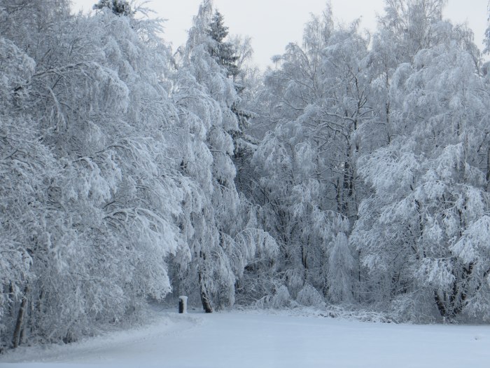 Зимний лес