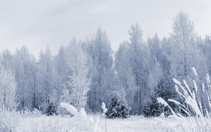 Зимний лес
