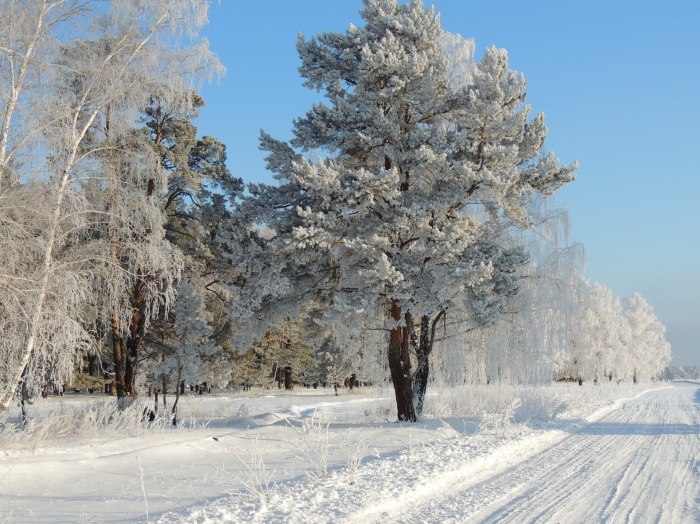 Деревья в зимнем лесу