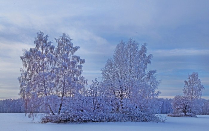 Деревья в инее в лесу