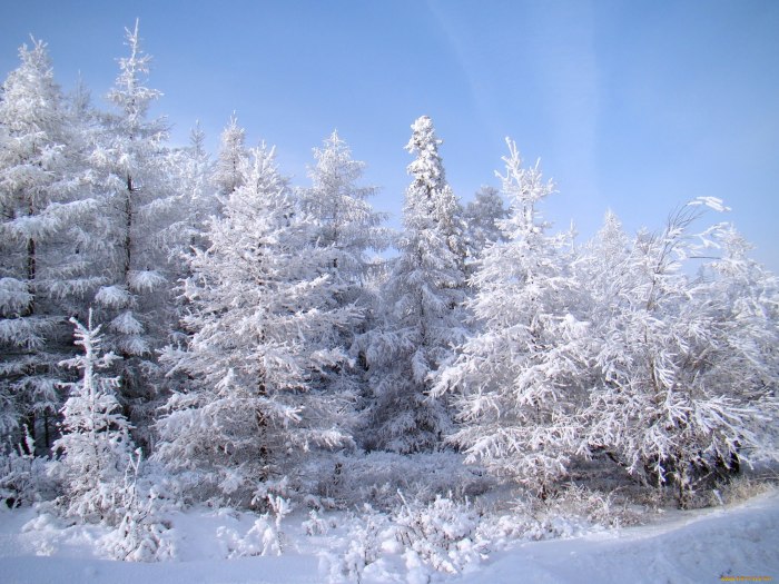 Зимний лес