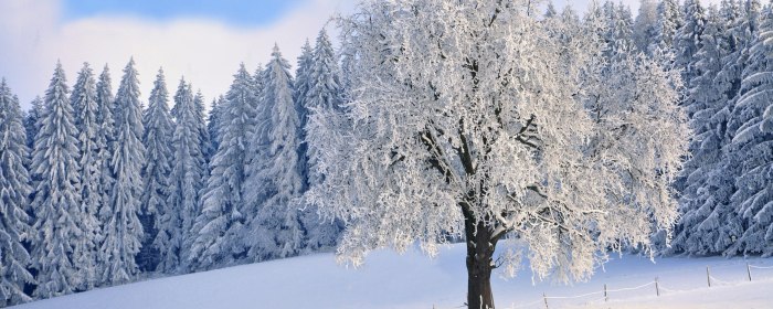 Лес в инее для баннера