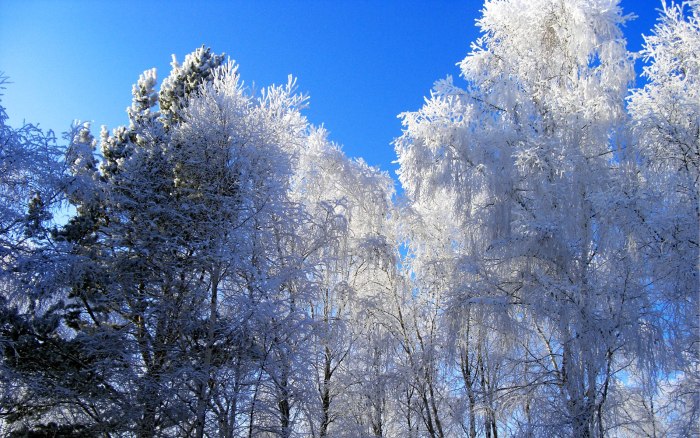Красивые снежные деревья