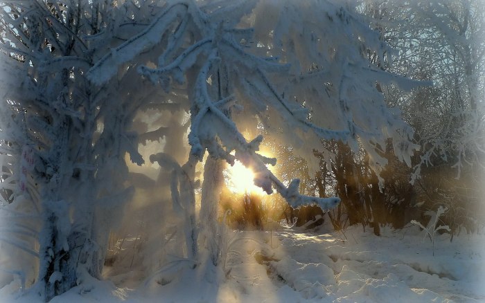 Деревья в зимнем лесу