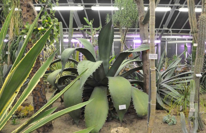 Botanischer Garten в Берлине
