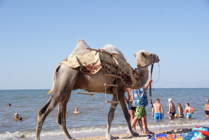 Голубицкая застава Кооператор