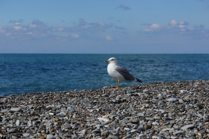 Черное море пляж Адлер